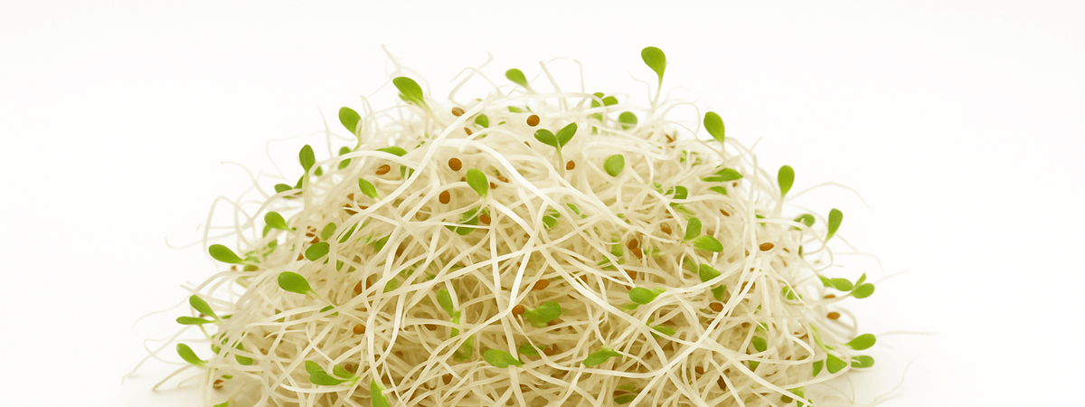 Alfalfa sprouts, raw