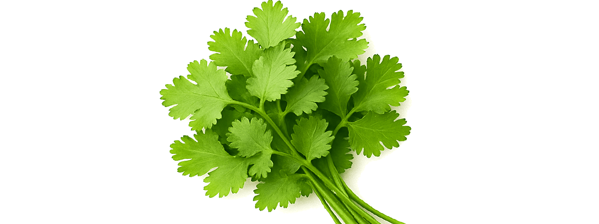 Cilantro, raw