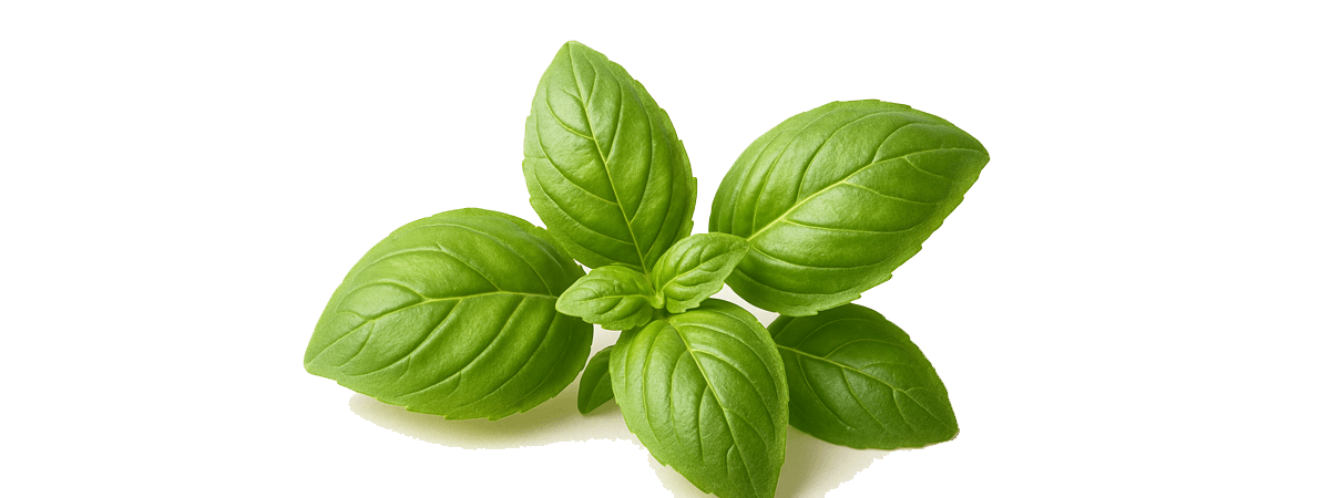 Basil, raw
