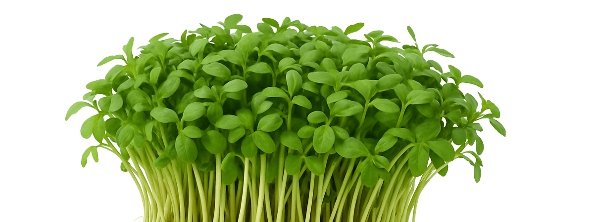 Cress, raw