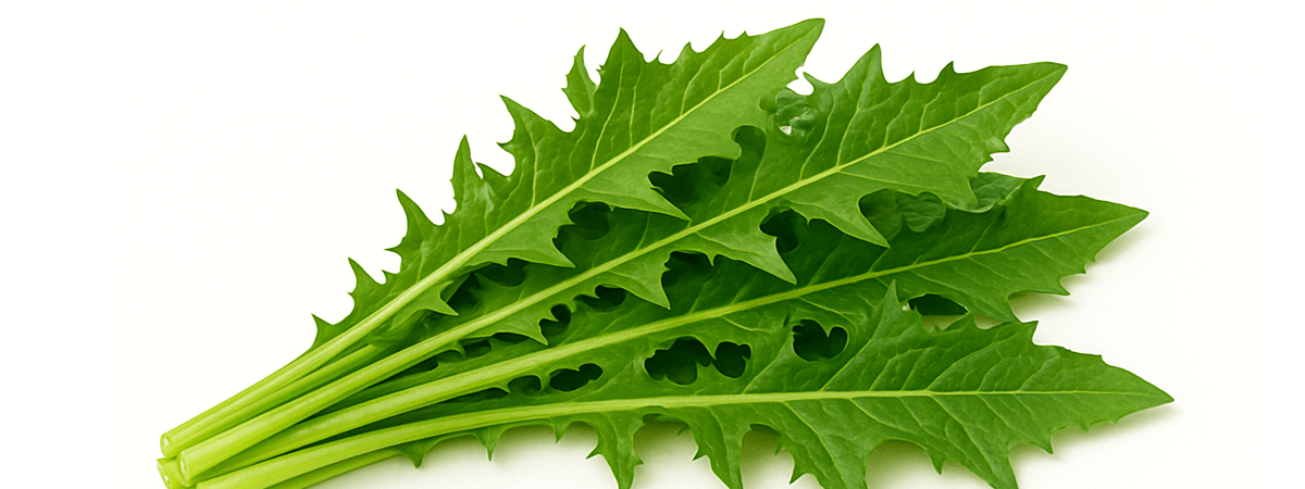 Dandelion greens, raw
